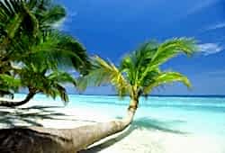 PALMİYE RESİMLERİ